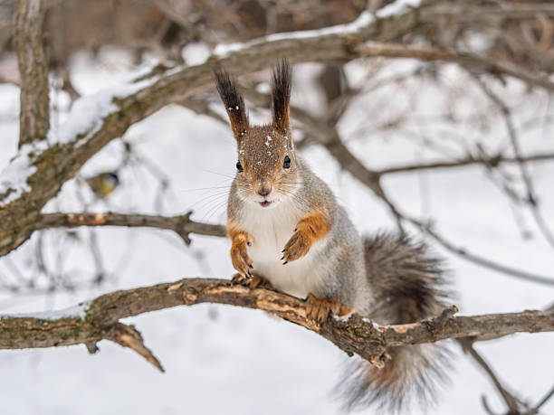 istock Squirrel in winter sits on a tree trunk with snow in winter. 2241267275