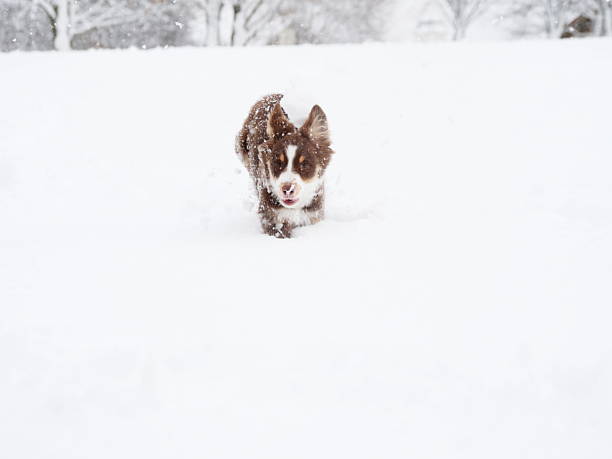 istock Dog is running through the snow 2241270809