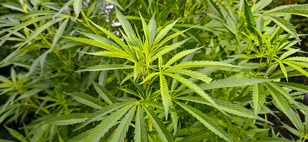 istock Fresh cannabis plant leaves in a close-up 2241271421