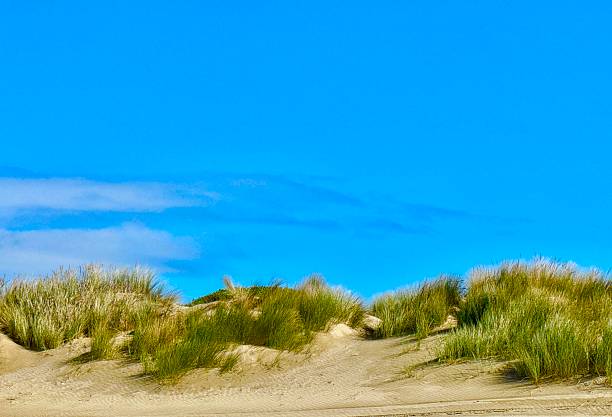 Nakatajima Sand Dunes is one of the three major sand dunes in Japan.Every year, from spring to summer, many loggerhead turtles land on the beach for spawning.In addition, you can see the \