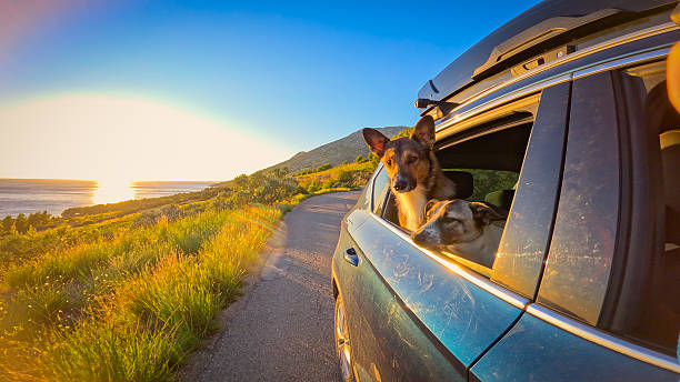 istock CLOSE UP, LENS FLARE: Two dogs enjoy fresh air and sunset views while driving 2241272665