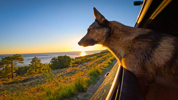 LENS FLARE, CLOSE UP: Brown dog on a scenic car ride along Adriatic coastline, lit by golden sunset. Curious doggie leans through open window to enjoy fresh sea air as he travels on summer holidays.