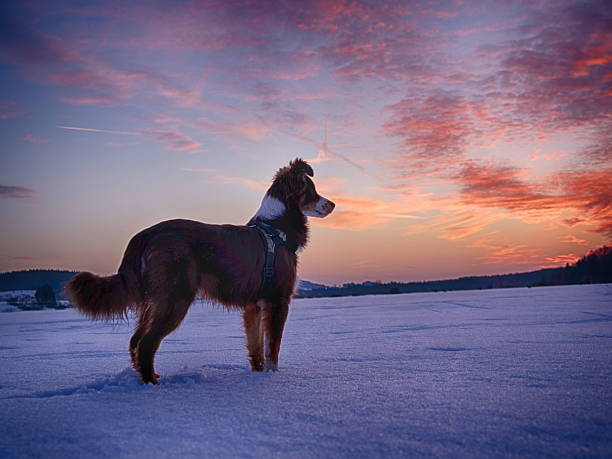 Beautiful happy calm dog in the snow with eyes closed and sunset lighting the trees behind - sweet ini aussie sits in winter weather.