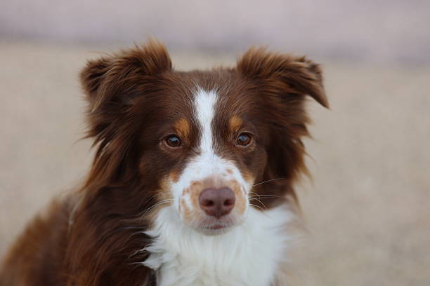 istock Brown and white dog with a black nose is looking at the camera 2241273972