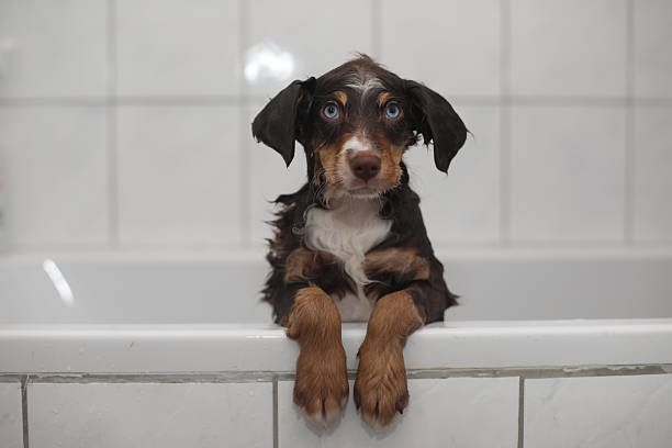 A small brown and white dog is sitting in a bathtub. The dog is looking at the camera with a curious expression