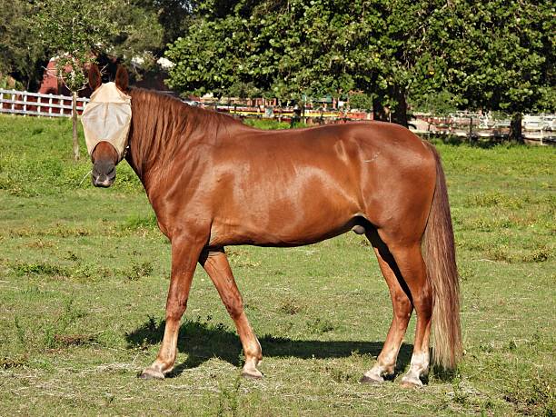Horse - profile, looking at camera