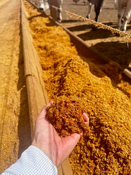istock farmer hand showing feed diet on feedlot intensive production system beef cattle. High technology in animal nutrition a confinement 2241276741