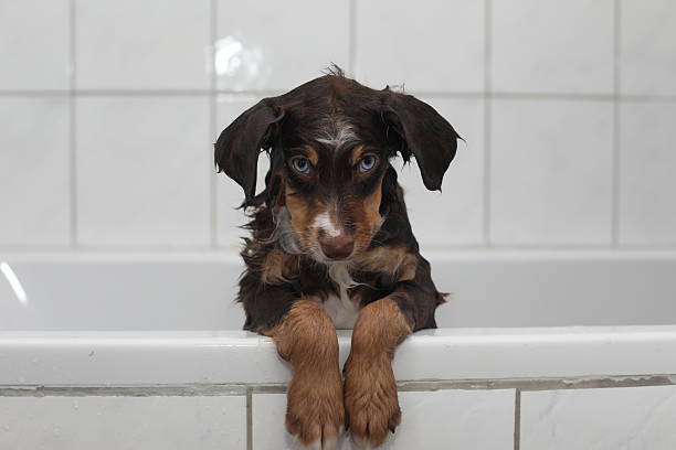 istock A small brown and white dog is in a bathtub 2241277636