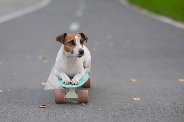 istock A Jack Russell Terrier rides a penny board in an autumn park. 2241278068