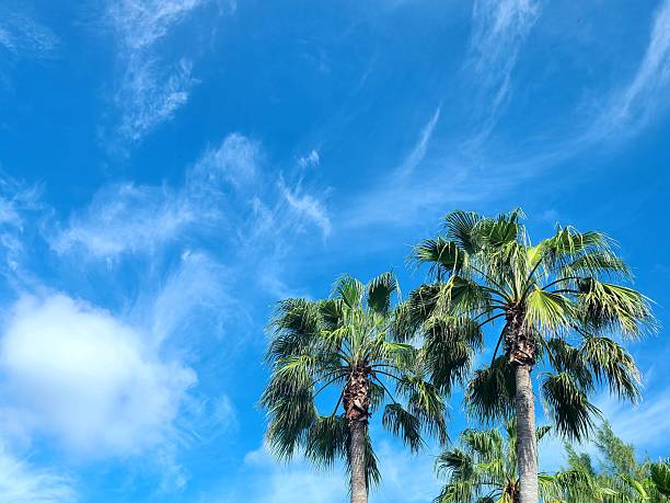 Palm trees in Florida