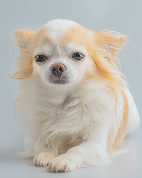 istock Chihuahua dog on a gray background. Pet. 2241282847