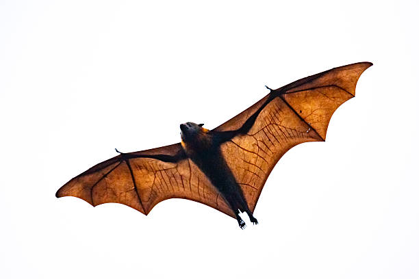 istock A flying fox (Pteropus spp.) soaring overhead, isolated against a white background with sunlight illuminating the delicate membrane of its outstretched wings 2241285870
