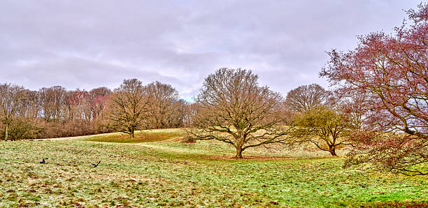 Calm winter rural scene in Denmark showcasing gentle rolling hills, bare trees, and fields under a cloudy sky, perfect for peaceful landscape themes and seasonal beauty. A serene capture of nature's calmness.