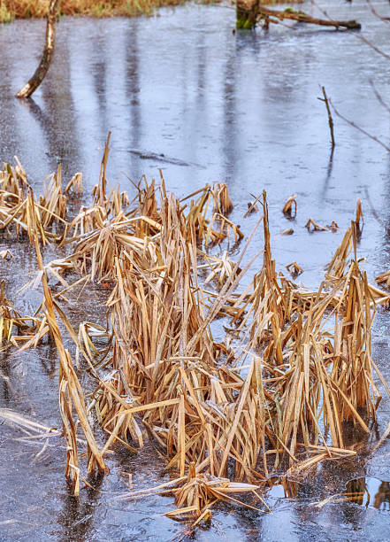 A tranquil wetland area in Denmark shows partially frozen water reflecting the surroundings, with dried reed grass emerging from the ice, capturing the serene and frosty charm of winter.