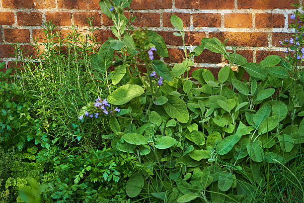 Gather Herbs. Herbal Plants. Hypericum perforatum, yellow bedstraw, St John's wort, Galium verum, Red Clowers ,  Filipendula ulmaria, meadowsweet is commonly used to make a sweet-tasting herbal tea.