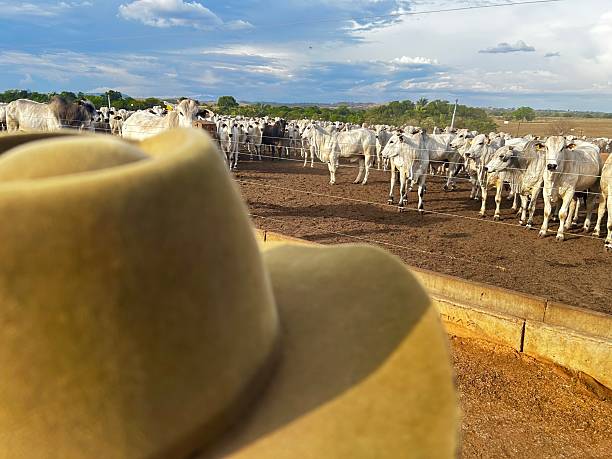 istock Farmer looking for cattle on  feedlot system. High technology in animal nutrition a confinement 2241286581