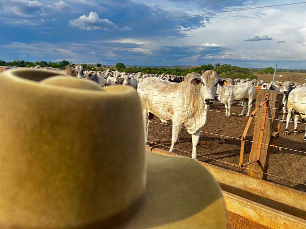 istock Farmer looking for cattle on  feedlot system. High technology in animal nutrition a confinement 2241286625
