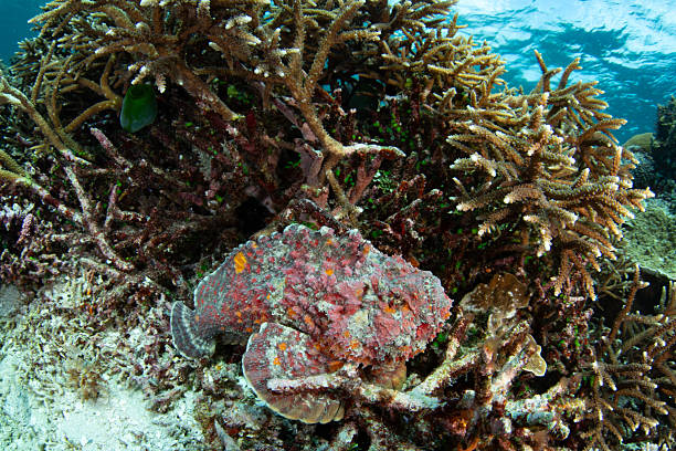 istock A Colorful Stonefish Lies on a Coral Reef 2241287227