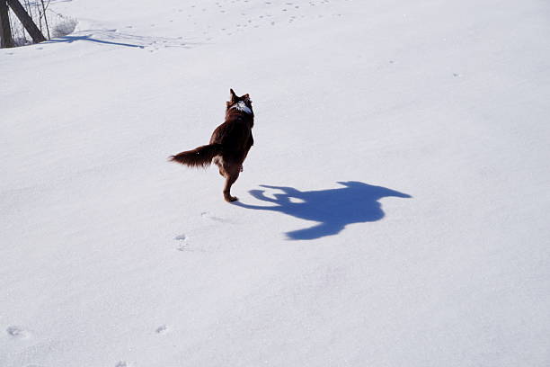 Dog is running in the snow with its tail up. The dog is in the foreground and its shadow is in the background