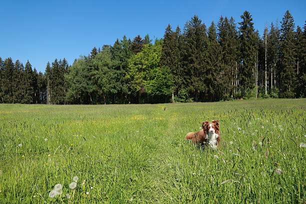 A dog is standing in a field of grass. The sky is blue and the grass is green