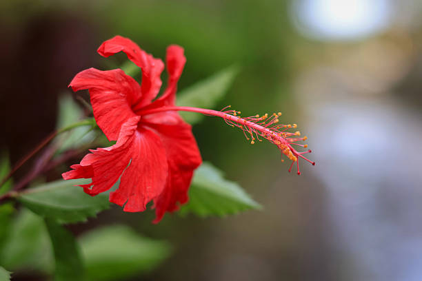 istock Hibiscus rosa sinensis or China rose with blur background 2241291850
