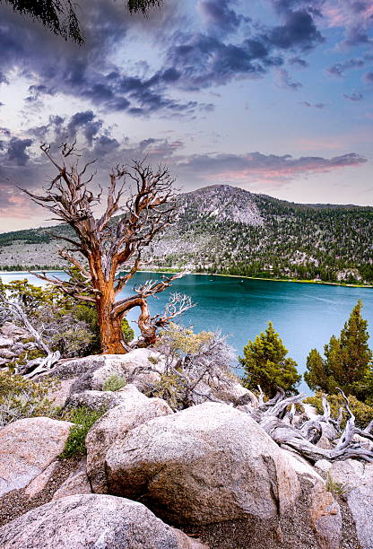 istock June Lake Old Cedar Amazing Sky3 2241291854