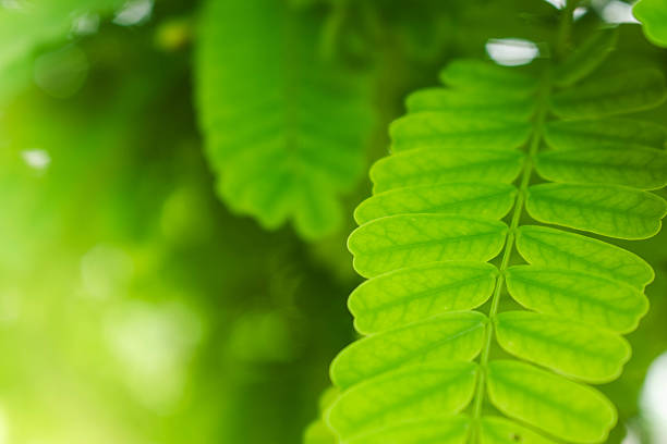 Texture of green tree leaf  with nature background. Beautiful light of nature through to green leaves. Mosaic tree leaf.