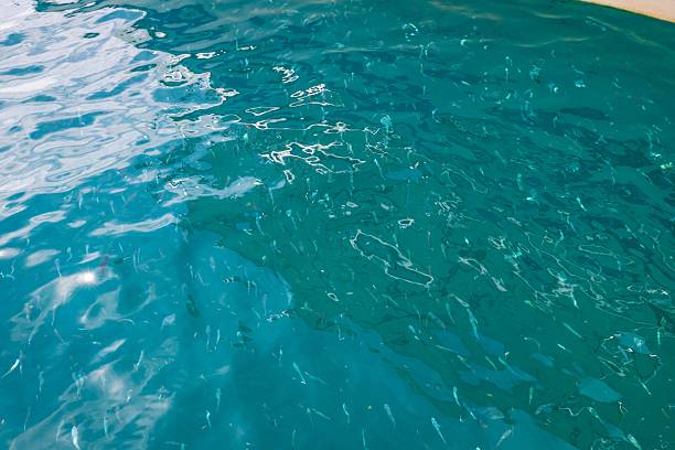 istock Turquoise Waters with School of Fish Beneath Rippling Surface 2241295578