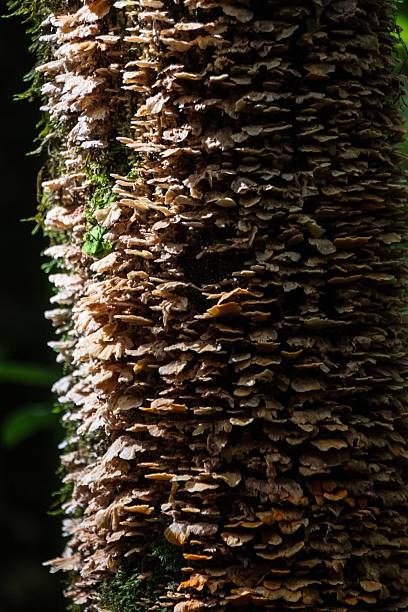 Malaysia Nature