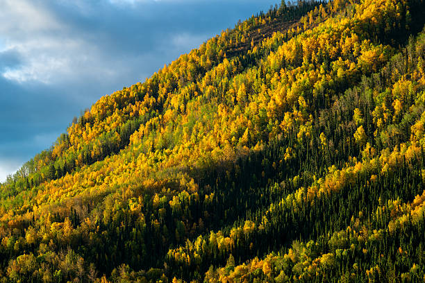 Amazing vibrant fall colours on a mountain side, Toad River, Northern British Columbia, Canada