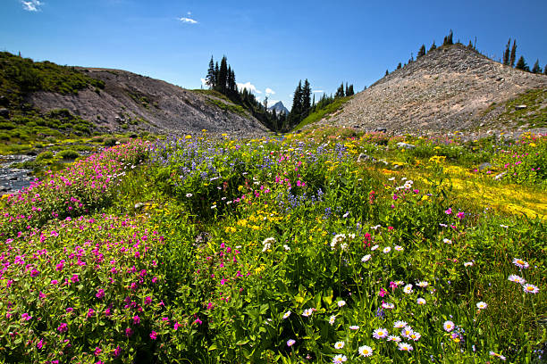 Skyline Loop Trail in Mount Rainier National Park in summer