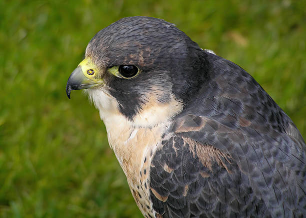 Close-up of a Peregrine Falcon