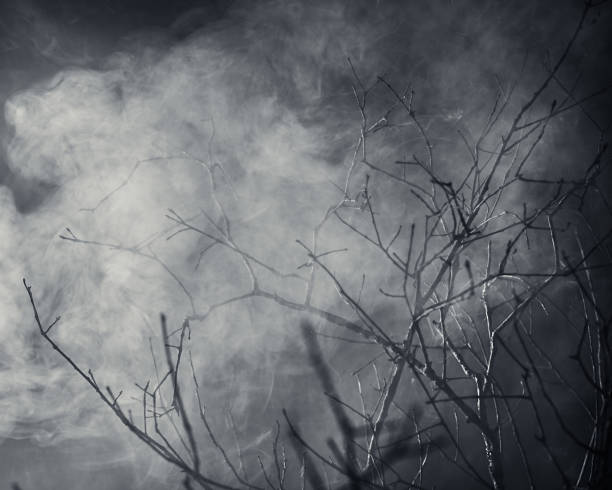 istock Mysterious wilderness at midnight covered in dense fog lit by moonlight. Dramatic smoky atmosphere effect around bare branches in a deserted woodland for spooky Halloween background or wallpaper. 2241306143