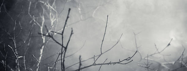 istock Mysterious wilderness at midnight covered in dense fog lit by moonlight. Dramatic smoky atmosphere effect around bare branches in a deserted woodland for spooky Halloween background or wallpaper. 2241306167