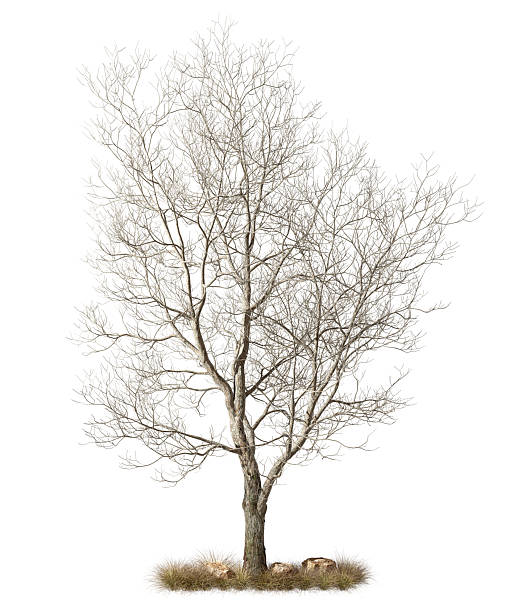 istock Solitary wilderness tree on dry grass landscape isolated white backgrounds 3d rendering 2241308073