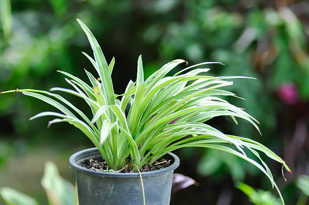 istock Chlorophytum comosum or spider plant or Chlorophytum comosum Variegatum , Variegatum or Asparagaceae, Chlorophytum bichetii 2241312669