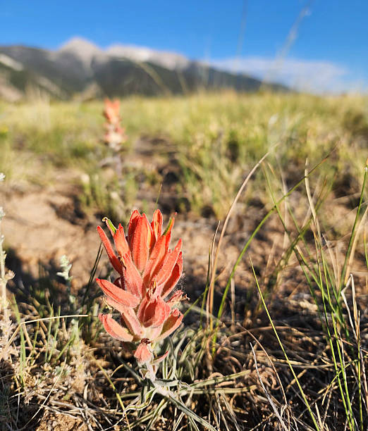 istock Indian Paintbrush in Alpine Meadow 2241312955