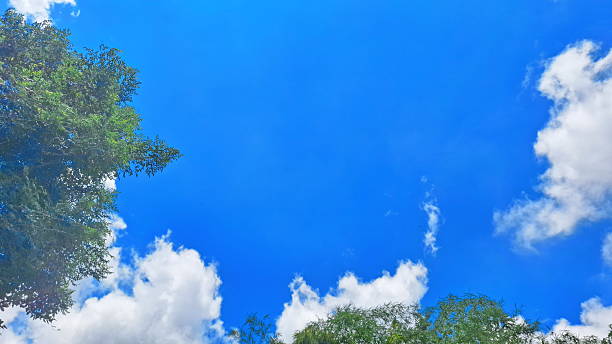 istock Bright Blue Sky with White Clouds and Green Trees Background 2241313515
