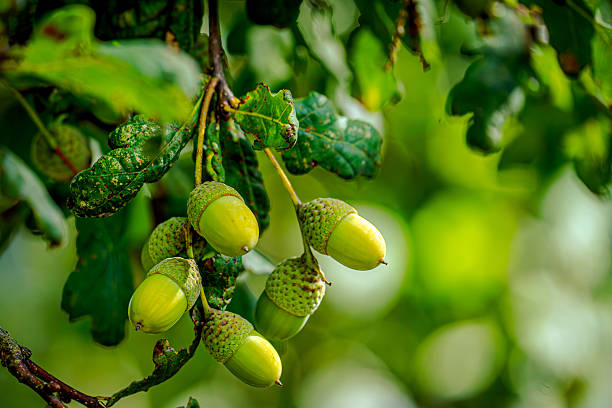 A delicate touch of green and gold – the oak proudly carries its little treasures. The acorns still shine in the light, ready to let go when the autumn wind calls. In their silent splendor lies the promise of new forests, new beginnings - hidden in a small capsule of life and patience.