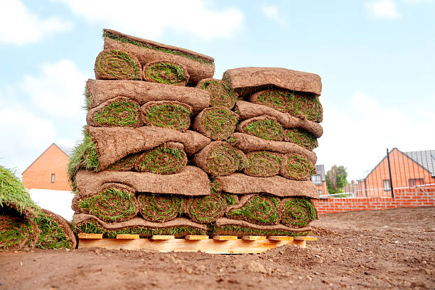 istock Sod pallet with cultivated rolled turf grass ready for gardening 2241316804