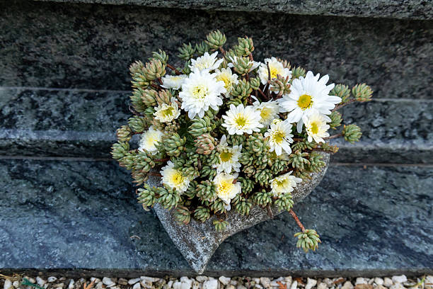 A heart-shaped white stone adorned with delicate floral decorations and a small white chrysanthemum rests on a gray granite gravestone. This simple yet touching tribute symbolizes remembrance, love, and respect for a departed loved one.