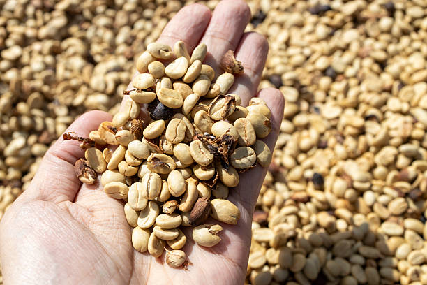 istock Coffee beans drying in the sun. Coffee plantations at coffee farm 2241320588