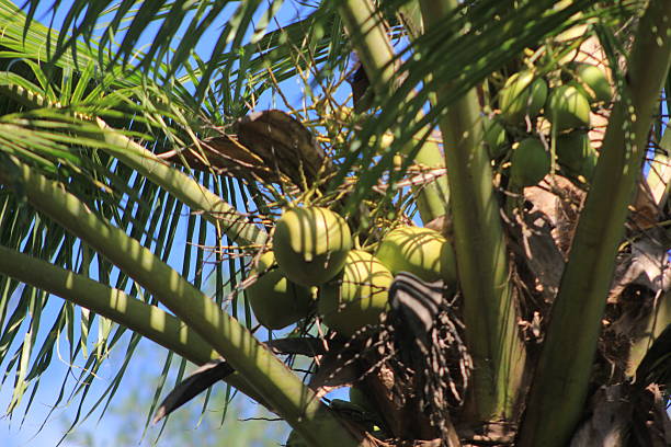 istock photo of coconut tree from low angle view 2241321223