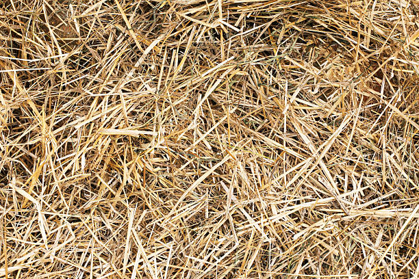 istock Dry hay texture background. Rural straw field surface closeup. 2241323001