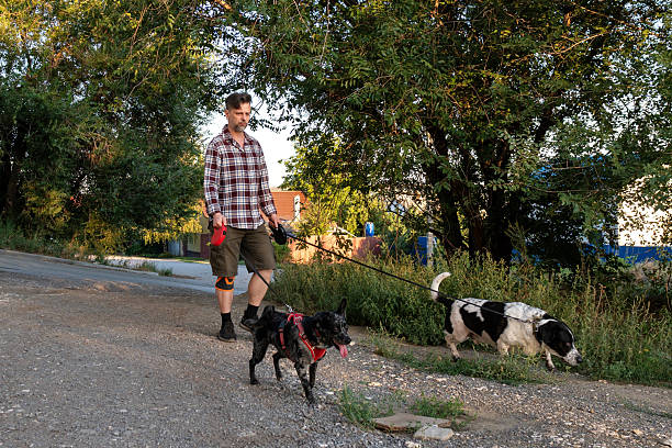 Man in casual clothes and a plaid shirt walks two leashed dogs along a gravel path lined with tall greenery and trees, during a calm summer evening stroll.