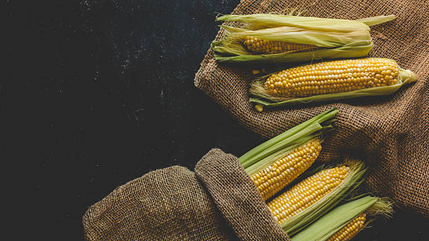 istock Freshly harvested corn on the cob displayed on a rustic burlap sack. 2241324312