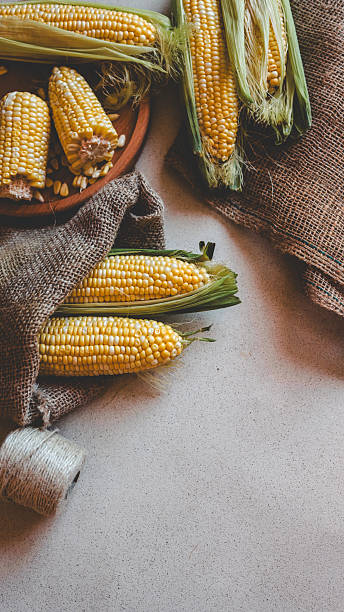 istock Fresh corn on the cob with husks and burlap on a rustic surface. 2241324326