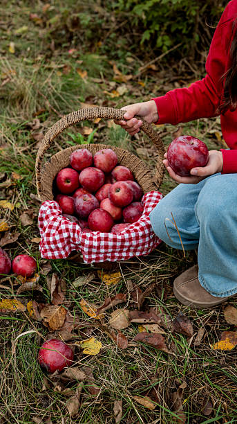 istock Harvesting apples in a basket in an autumn setting. 2241325221