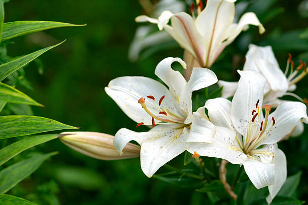 istock White lilies open with speckled petals, brown stamens 2241326170