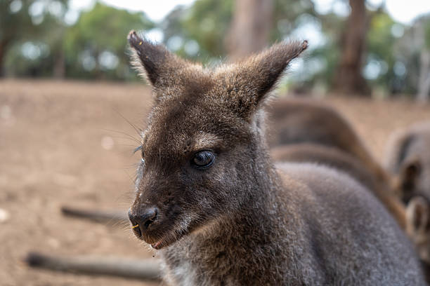 istock Wallaby standing on dry ground in Kangaroo Island, Australia 2241327185